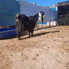 معزا عوارض وحده معه توأم وحده دافع وصل