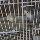 عندي اثنين روز البينو أليف والثاني شبه أليف