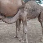 قعودين لباني