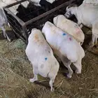 بربرى وتيوس أسعار منافسه للجمله وتفريد