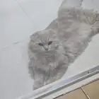 قط للتبني عاجل جدا لدواعي السفر اليوم