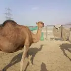 لقحتين حمر تم البيع