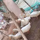 بط للبيع