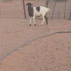 للبيع خرفان بربري