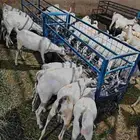 برابر وتيوس صوماليه متميزه سواكن حمرى