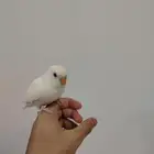 ا روز البينو نادر عيون حمر أليف وهدد داخلي