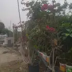 مشاتل الدمام طريق الجبيل