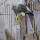 زوج روز منتج...فخم