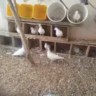 حمام للبيع