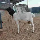 للبيع
