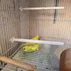 عصافير مقاس 601 مع اثنين بادجي مكسور وملحلقات اكل وشرب