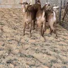 للبيع تيوس لبانيه جنوبيه منادي
