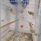 كناري تم البيع