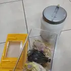 بسم الله ماشاء ثلاث فروخ كروان يقبل الغر و يوجد سريلاك علبه