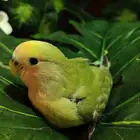 فرخ روز