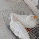 بط للبيع