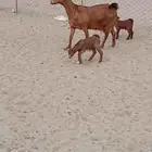 عنز محايليه جرم يتبعها 2 تيوس