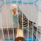 ذكور بادجي سايمون فايلوت