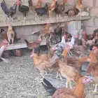 للبيع ديكه بلدي 6 شهور للذبح