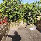 برتقال وليمون ويوسفندي