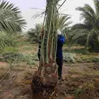 نخل للبيع مثمر نقايل جثايث فسايل صقعي مجدول عجوه برني سلج