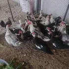 بط مصري منتج