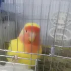 أنثى روز رد فيس جاهزه للبيع