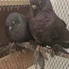 حمام لونق فيس و اوزبك صك اسود
