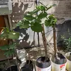 نوادر التين شتلات متنوعة ومميزة