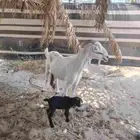 معزه بيشيه مع بنتها