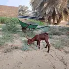 تيس عماني داغور