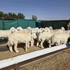 خرفان حري ذبايح فاخره