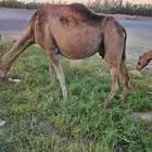 ناقه ملاقي منوت القناي حليب وافر