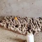 صوص دجاج بلدي فواتح للبيع