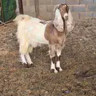 عنز