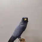 بكه جليمه 3