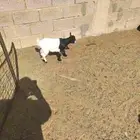 ماعز قزمي مع بنتها مقروعه حولي شهرين