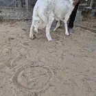 خروف حري زبدة مغلق