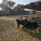 جذعات نجد 2