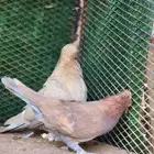 حمام تركي