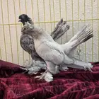 جوز السكا رديوس من الفواخر