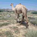 بكرة للبيع