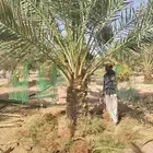 نخل نقايل جثايث سلاطين برحي جميع الأنواع