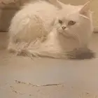 قط ضائع اللي يبغاه مجانا