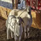 حريه متبع ولدها ذبيحه