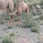 بكره للبيع