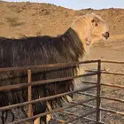 مشاريع فحول للبيع