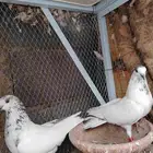 زوج بانتيز