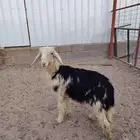 خروف نجدي عمره 3شهور وجذع نعيمي عمره 8شهور