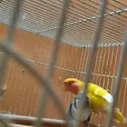 ثلاث ذكور منتجه